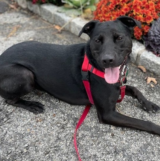 Alphie: foster-to-adopt, an adoptable Black Labrador Retriever in Rochester, NY, 14609 | Photo Image 4