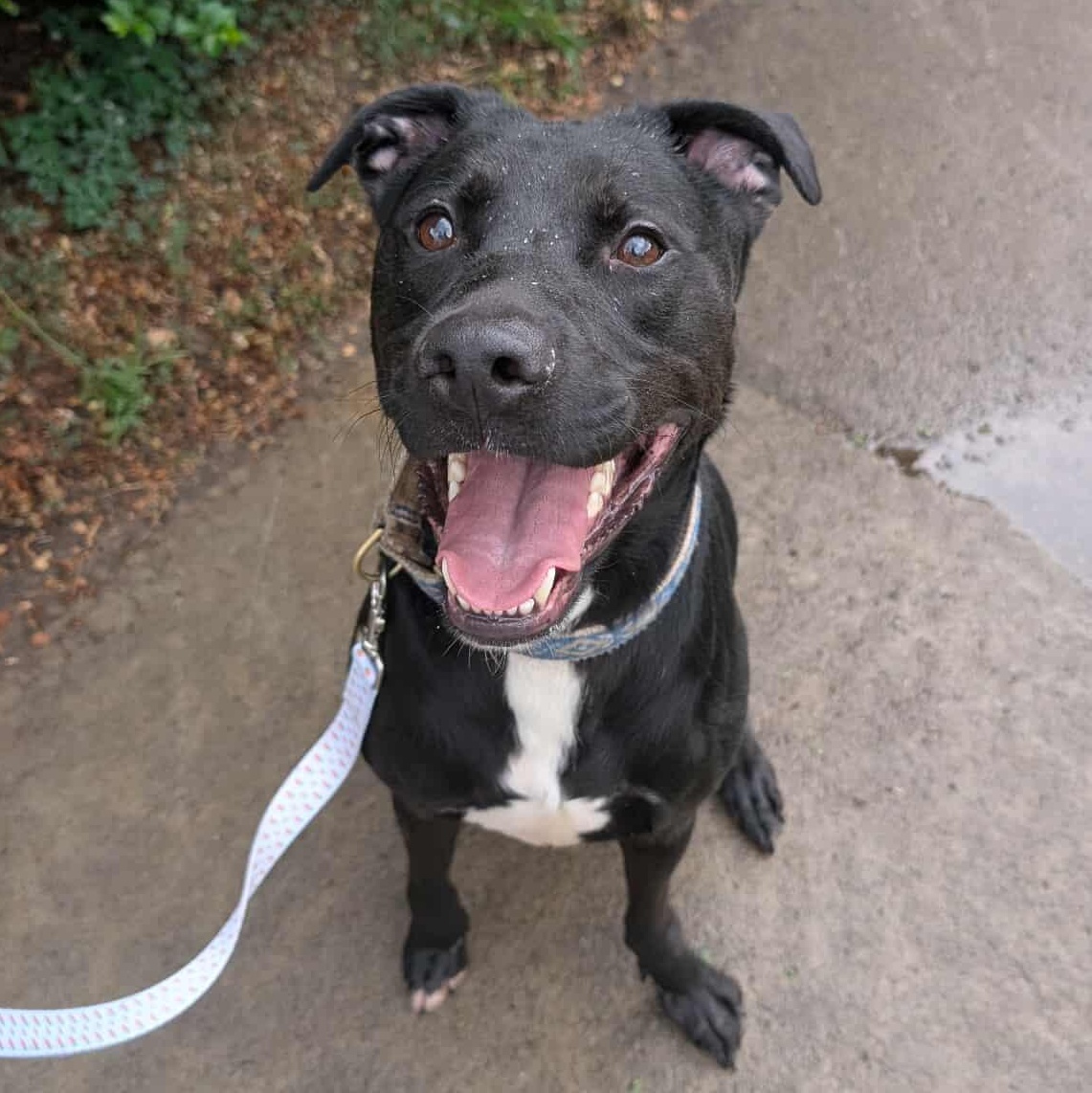 Alphie: foster-to-adopt, an adoptable Black Labrador Retriever in Rochester, NY, 14609 | Photo Image 2