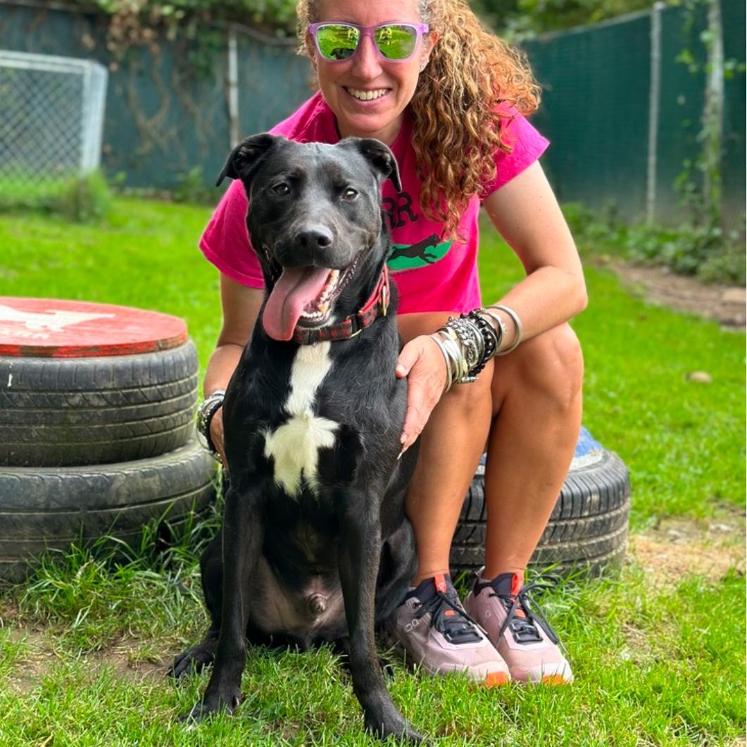 Alphie: foster-to-adopt, a Adoptable mixed breed in Rochester, NY image 1/6