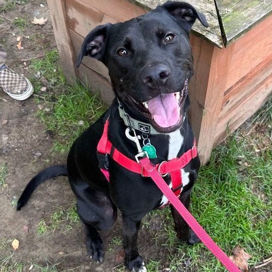 Alphie: foster-to-adopt, an adoptable Black Labrador Retriever in Rochester, NY, 14609 | Photo Image 5