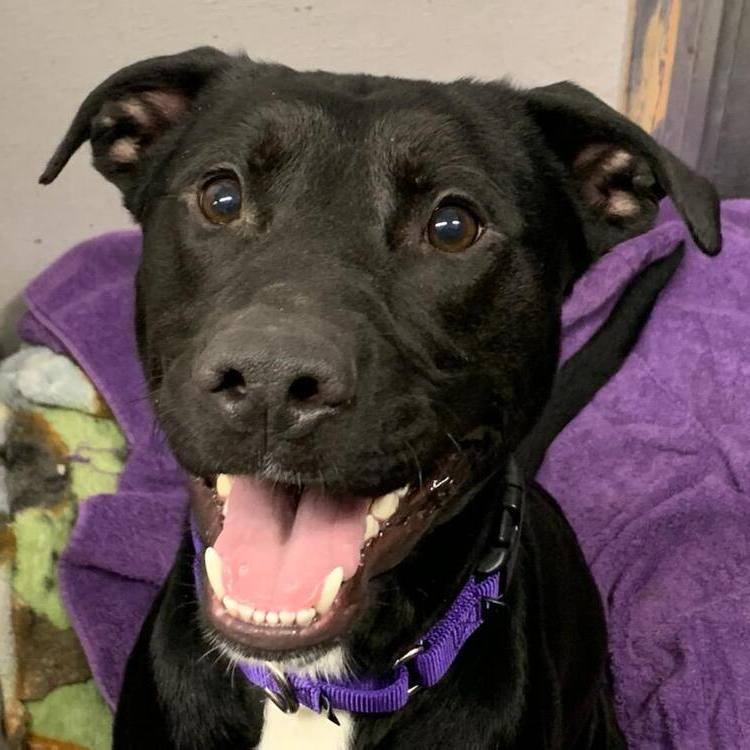 Alphie: foster-to-adopt photo 2