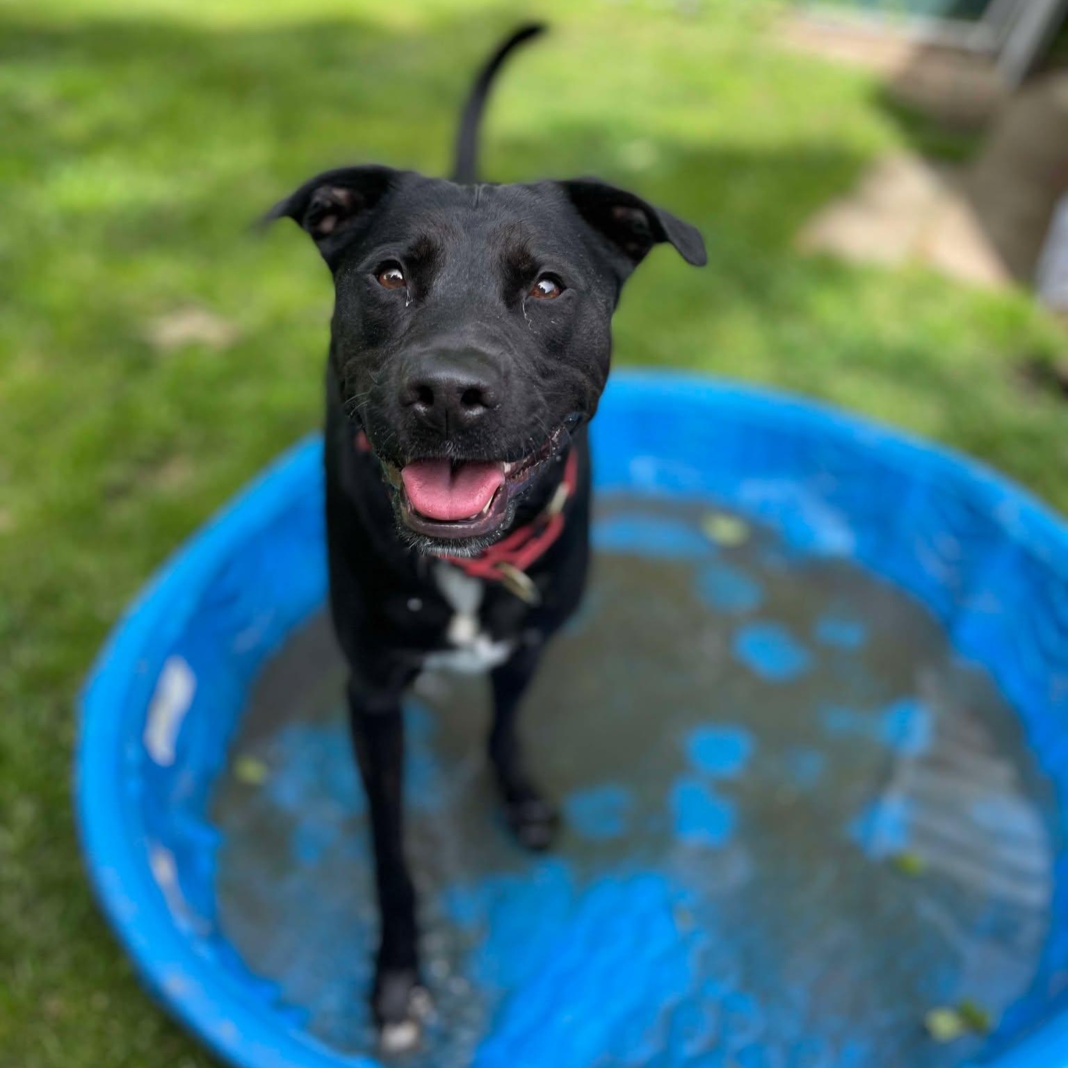 Alphie: foster-to-adopt, an adoptable Black Labrador Retriever in Rochester, NY, 14609 | Photo Image 3