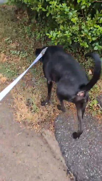 Enlarge Alphie: foster-to-adopt, a Adoptable mixed breed in Rochester, NY video 4/6