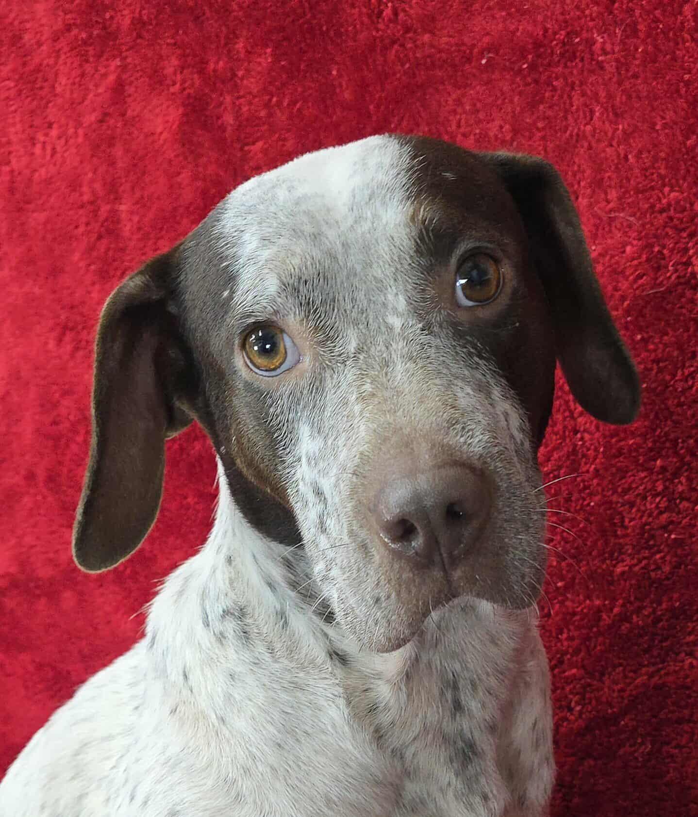 Party *foster needed*