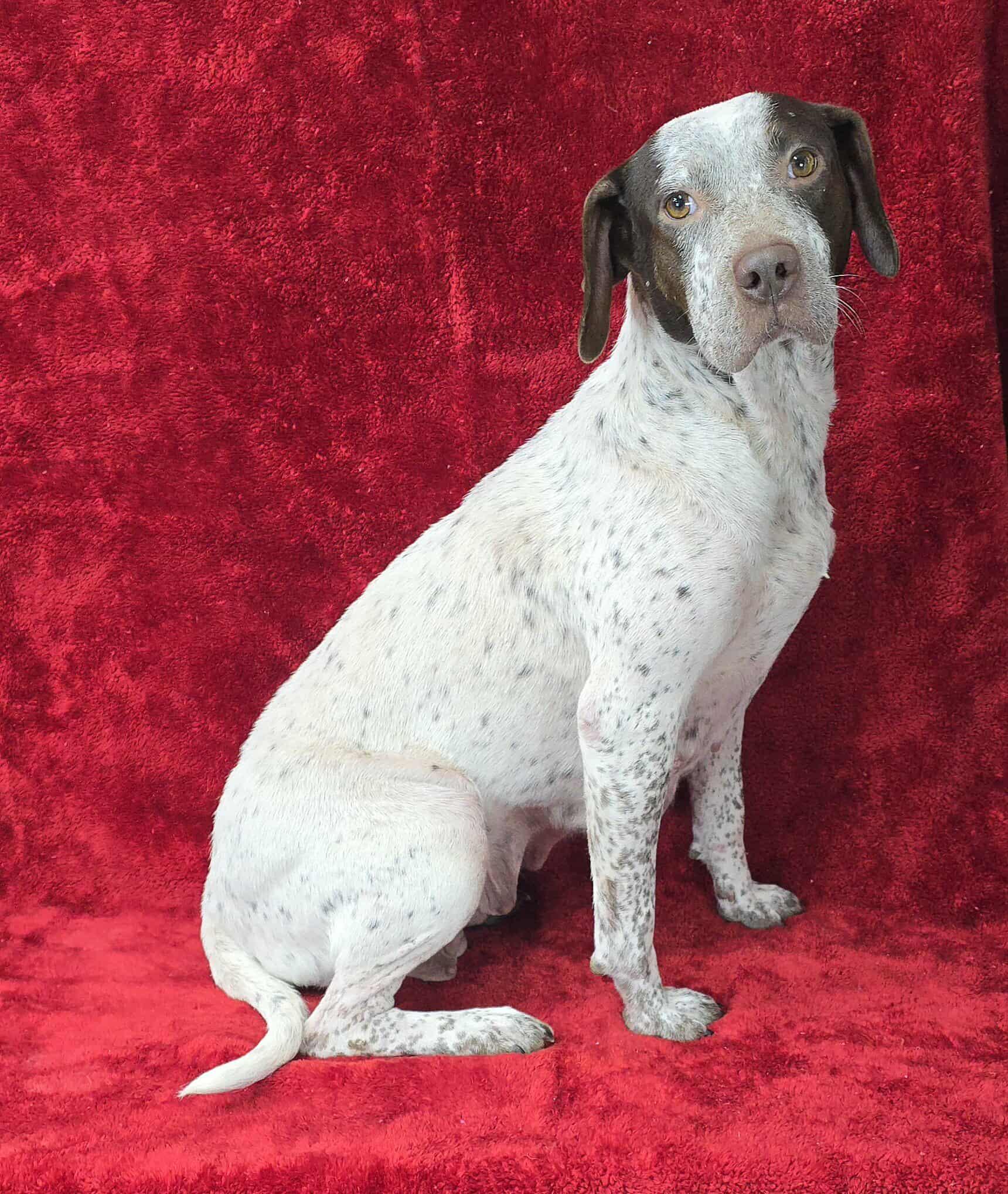 Party *foster needed*