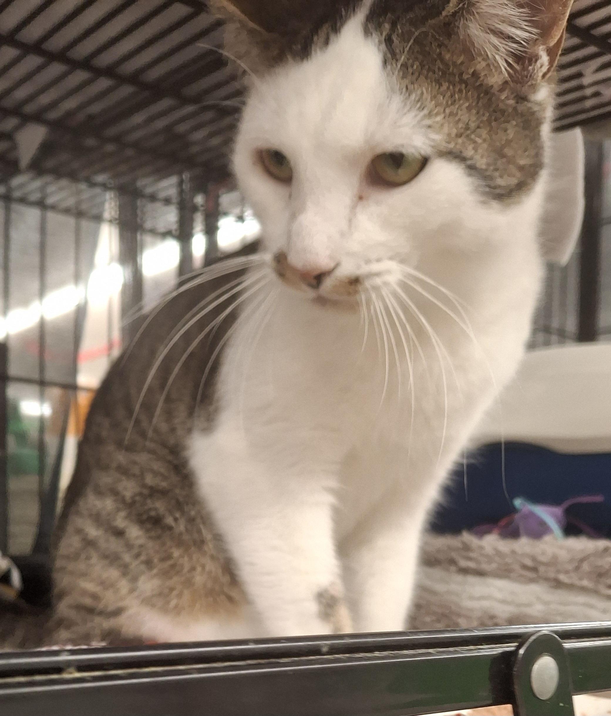 Rooney, a Adoptable Tabby in Bear, DE image 3/3