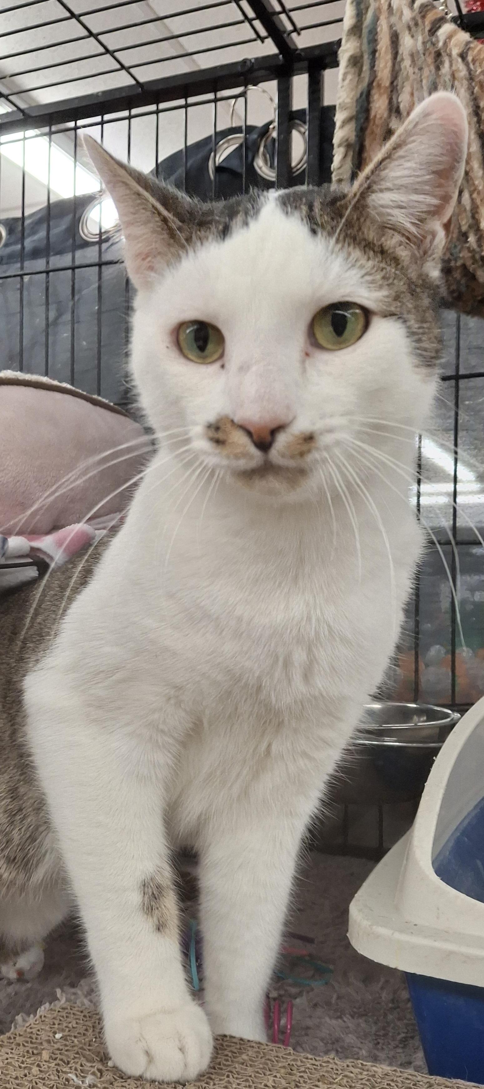 Rooney, a Adoptable Tabby in Bear, DE image 2/3