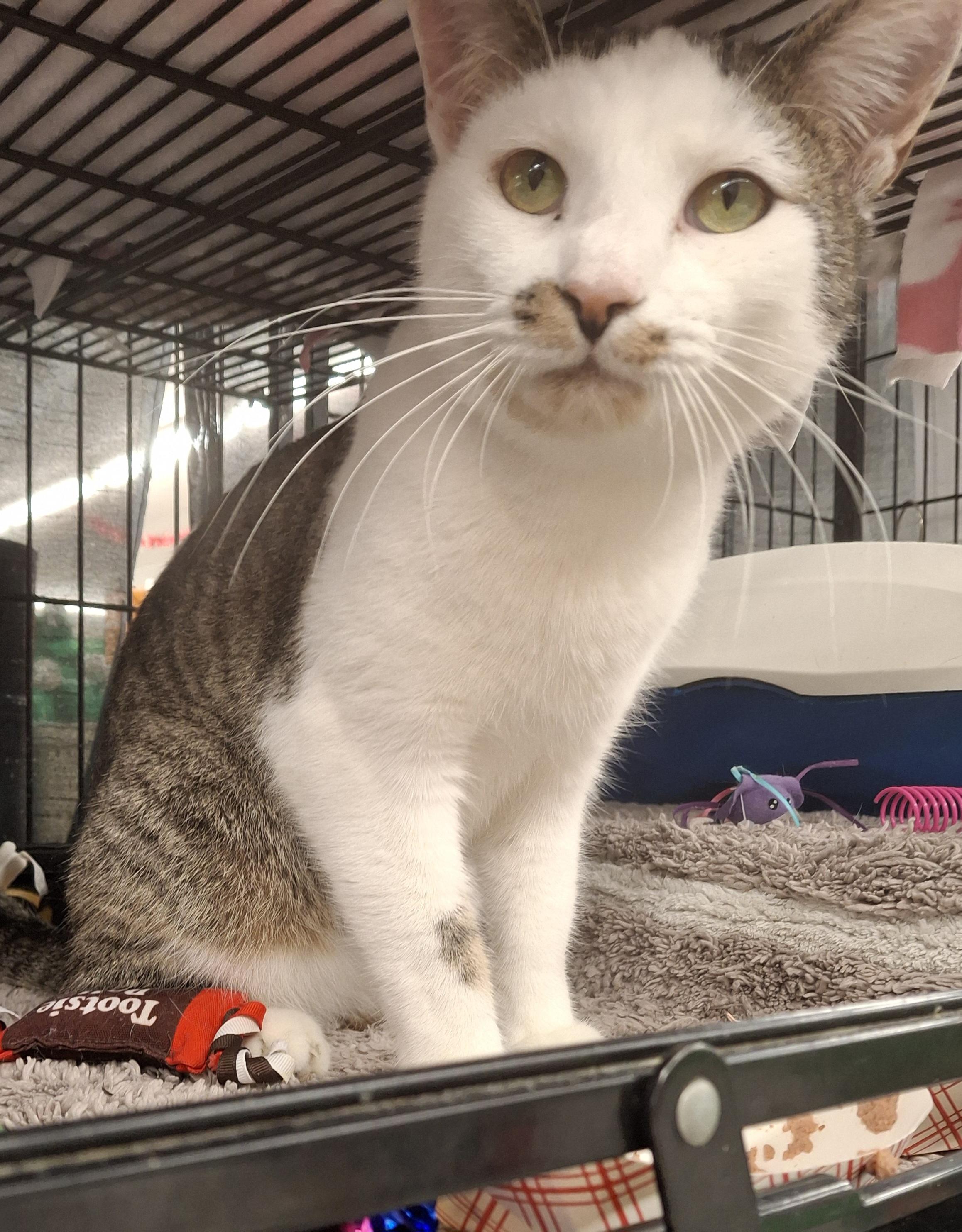 Rooney, a Adoptable Tabby in Bear, DE image 1/3