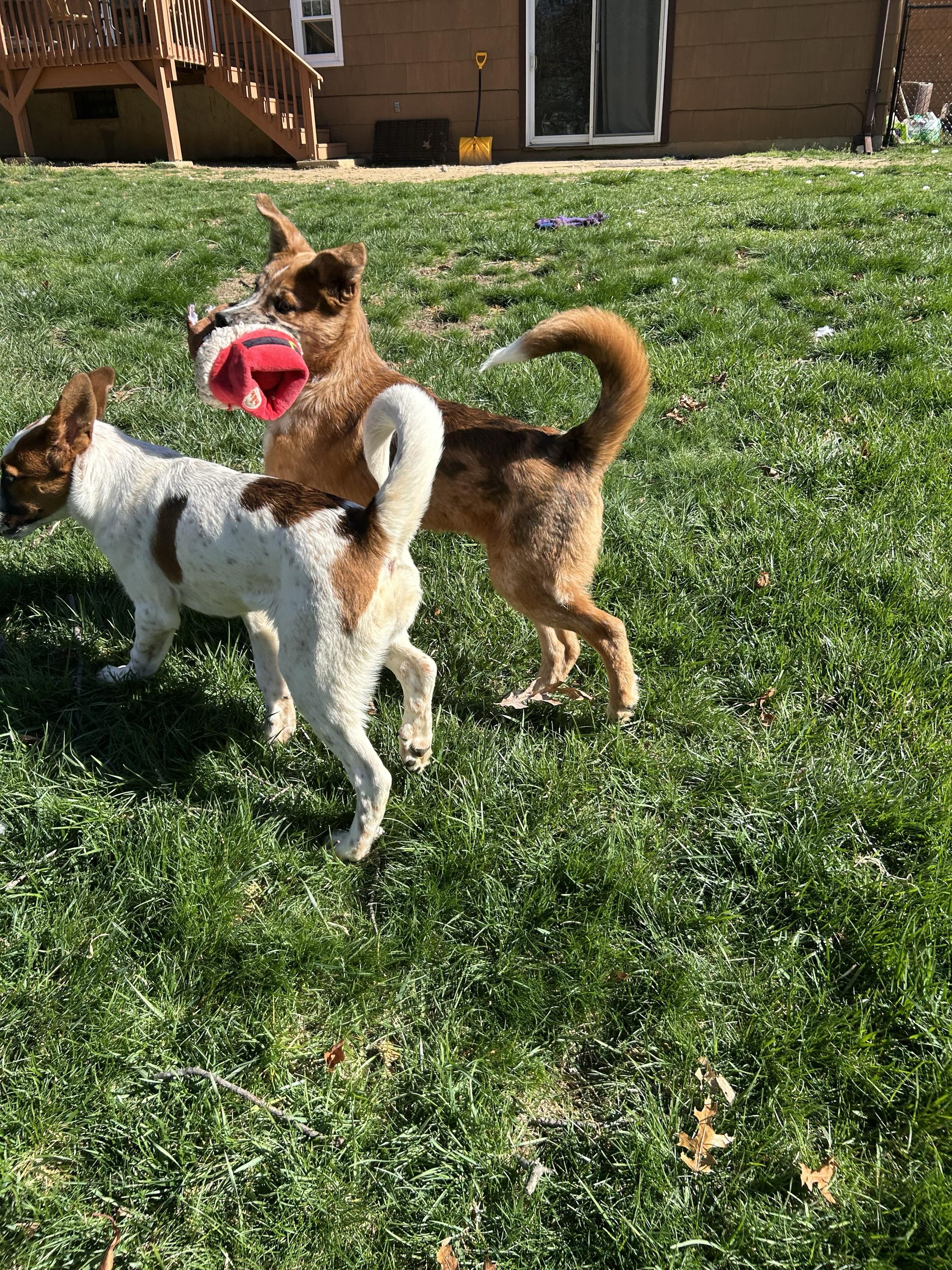 Enlarge Mystery, an adopted mixed breed in East Brunswick, NJ image 2/6