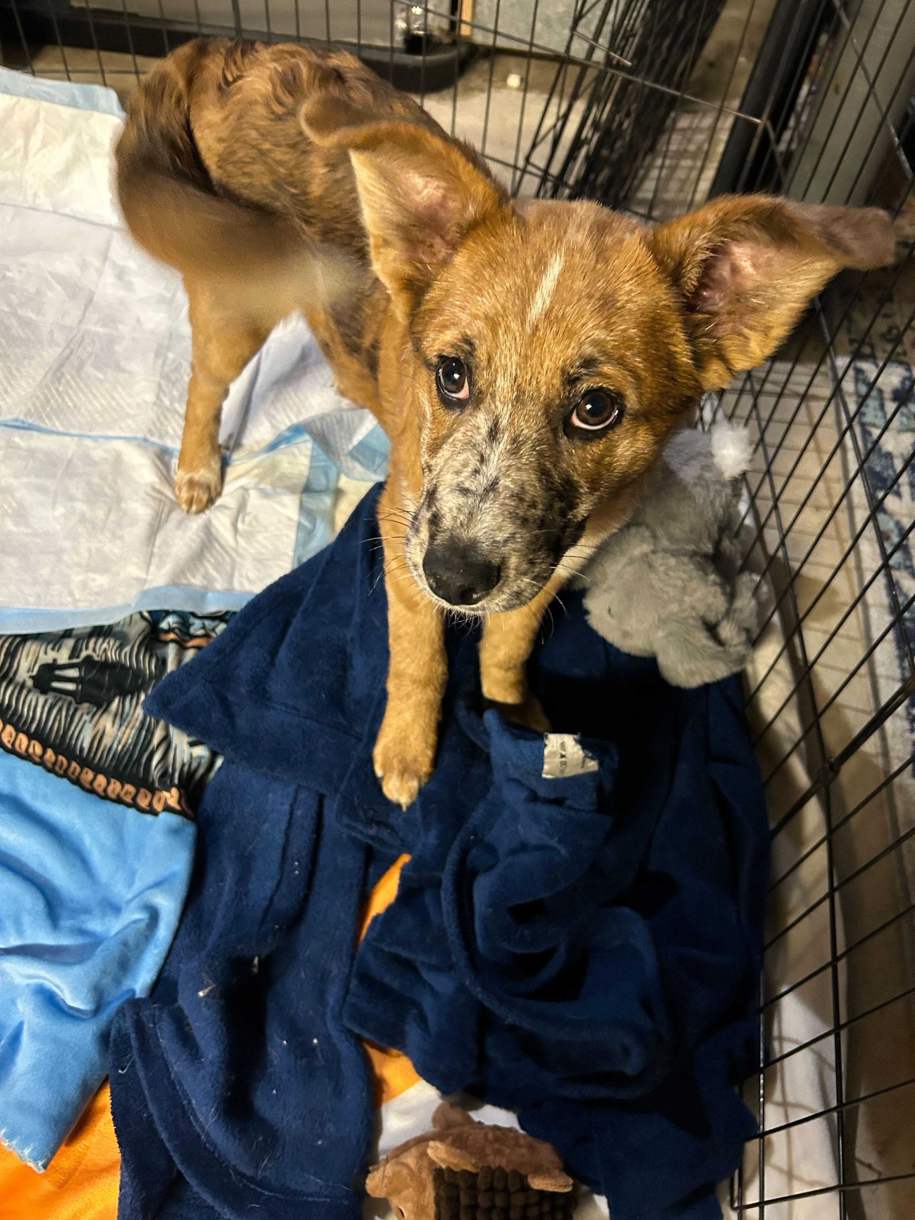 Enlarge Mystery, an adopted mixed breed in East Brunswick, NJ image 3/6