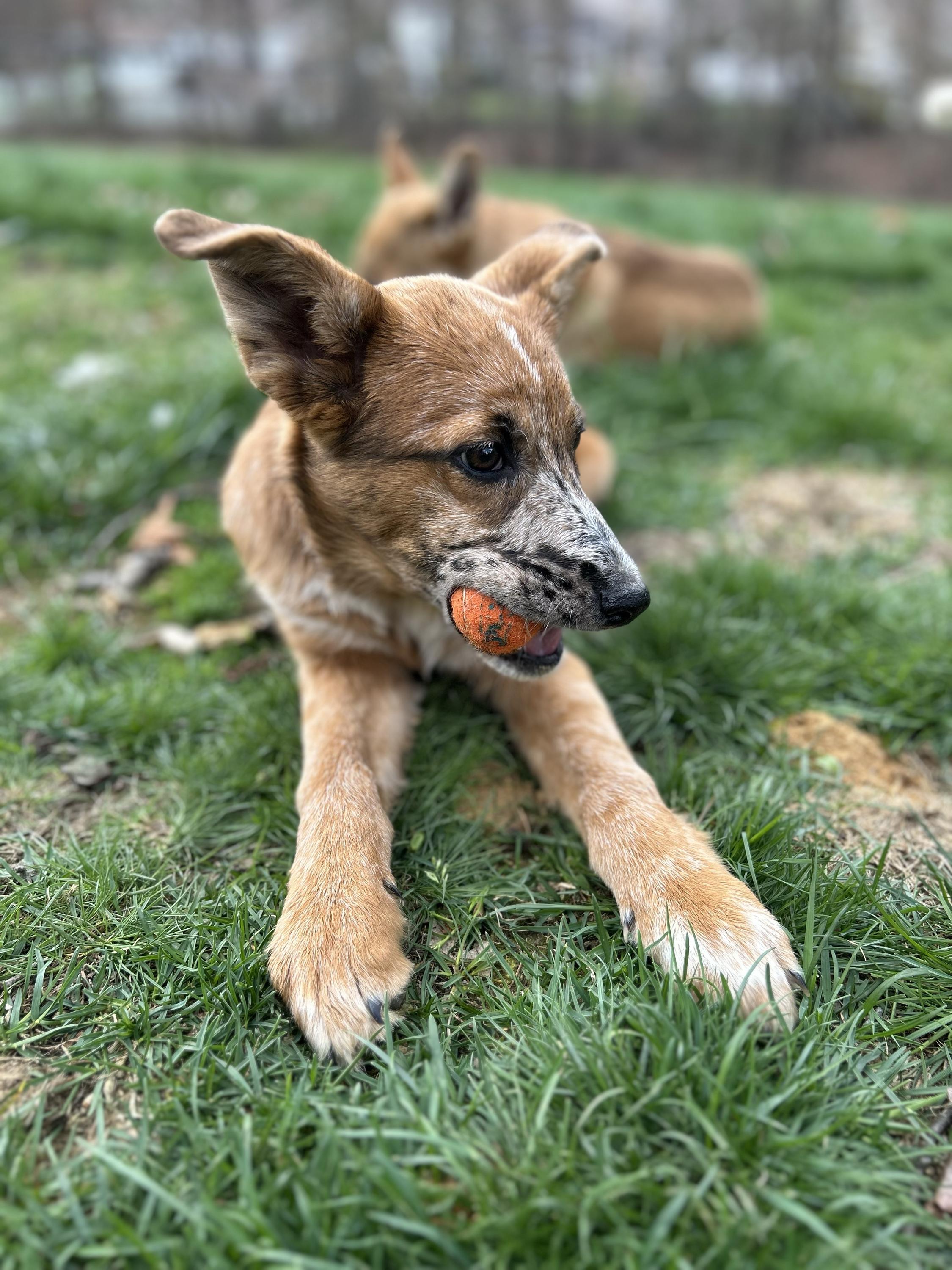 Enlarge Mystery, an adopted mixed breed in East Brunswick, NJ image 1/6