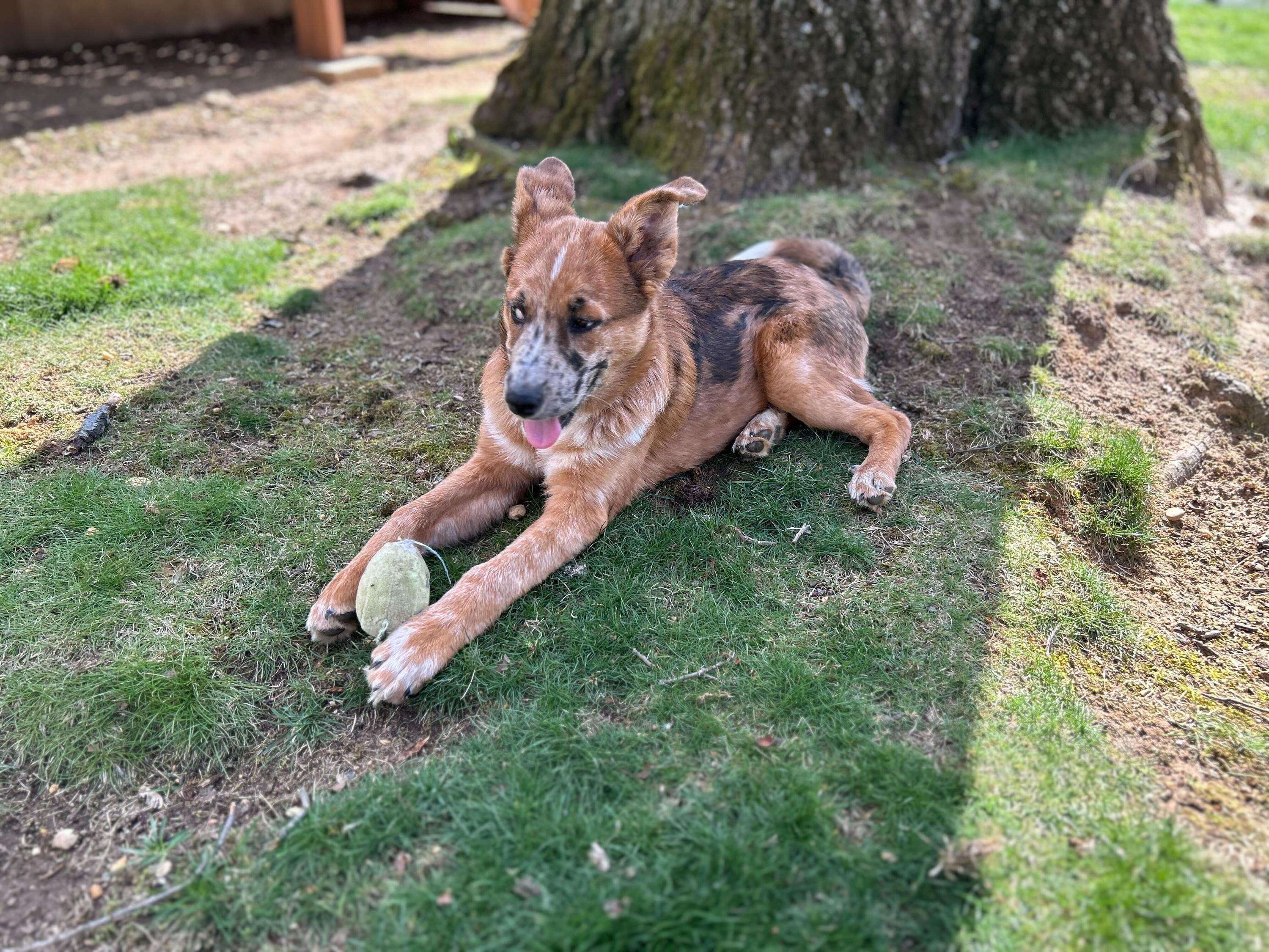 Enlarge Mystery, an adopted mixed breed in East Brunswick, NJ image 6/6