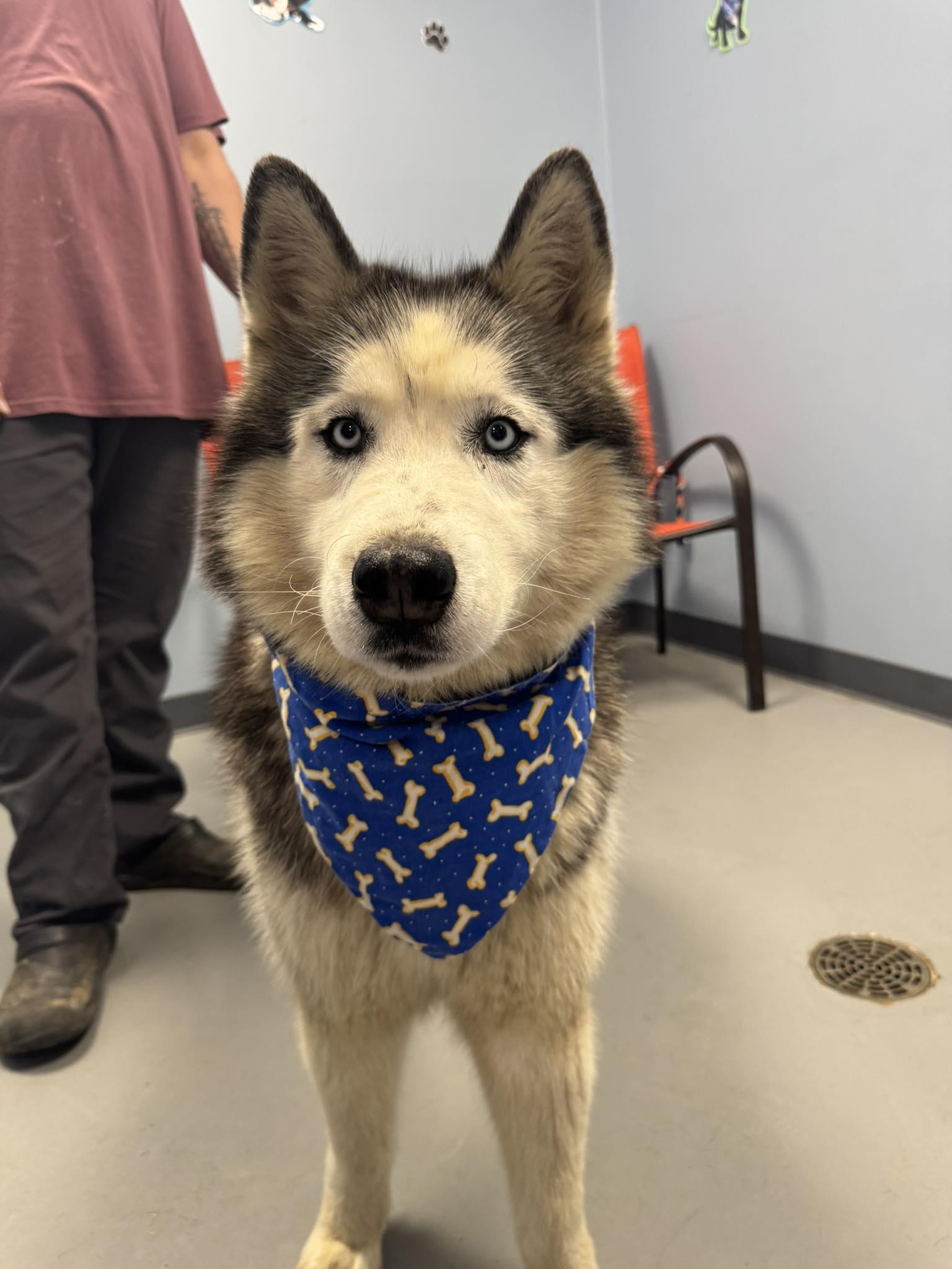 Enlarge Charles Lickens , a ADOPTABLE Husky in Zanesville, OH image 2/2