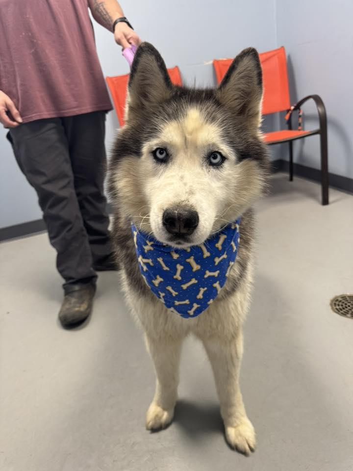 Charles Lickens , ADOPTABLE, Adult Male Husky.