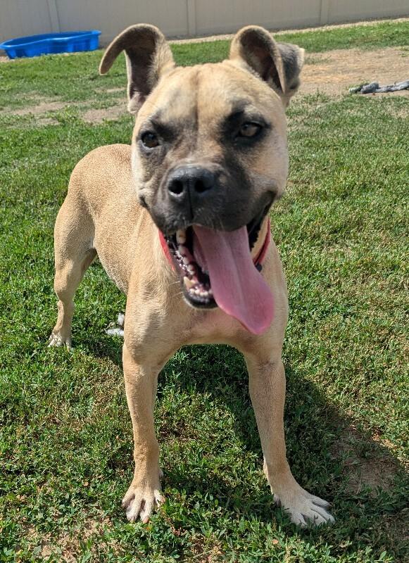 Nelly, a Adoptable mixed breed in Yankton, SD image 1/6
