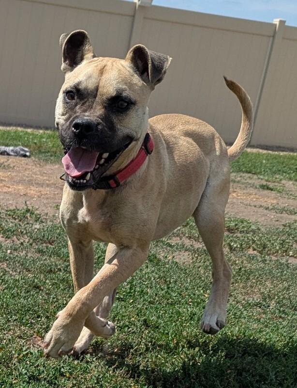 Nelly, a Adoptable mixed breed in Yankton, SD image 2/6