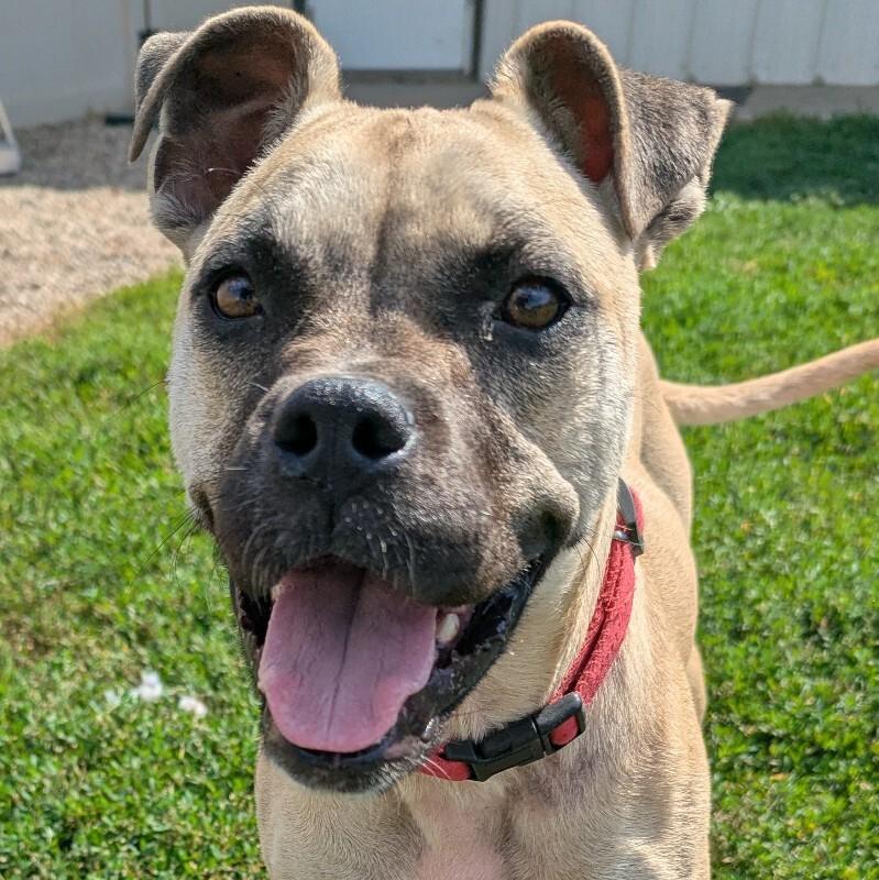 Nelly, a Adoptable mixed breed in Yankton, SD image 3/6