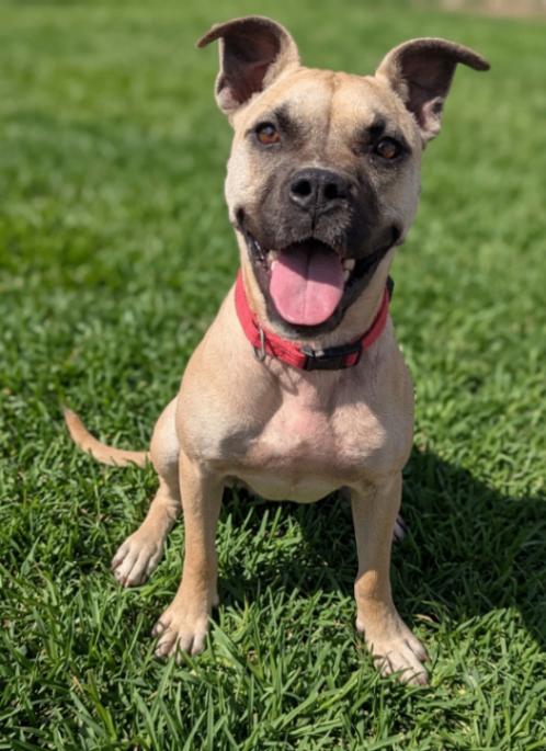 Nelly, a Adoptable mixed breed in Yankton, SD image 4/6