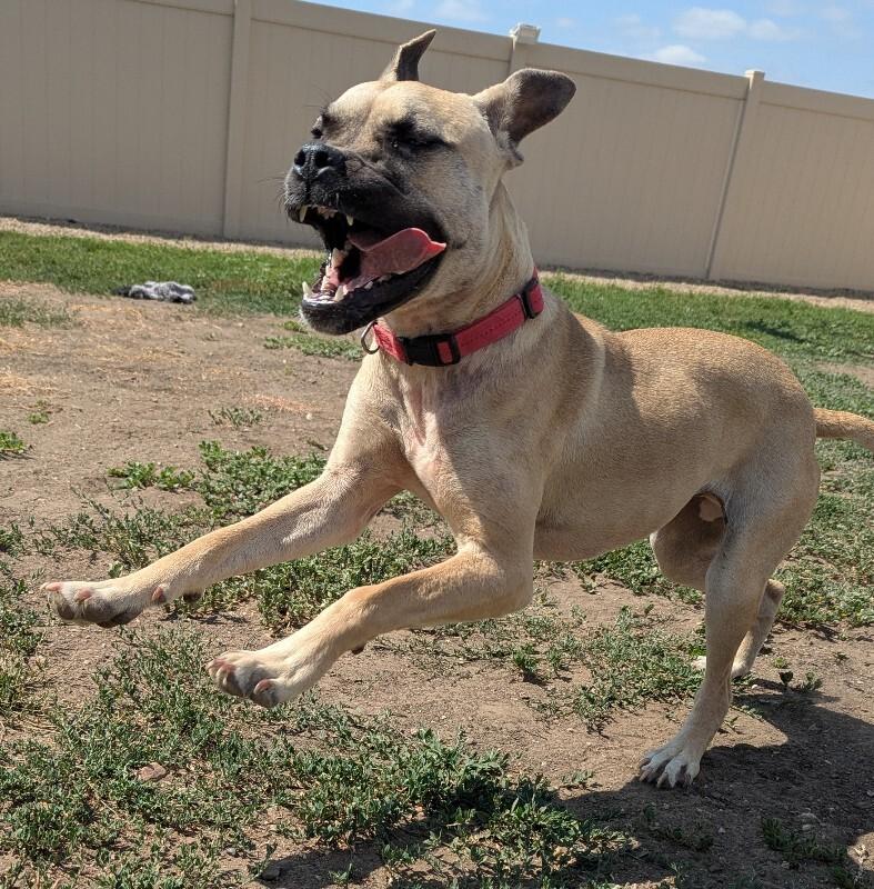Nelly, a Adoptable mixed breed in Yankton, SD image 5/6