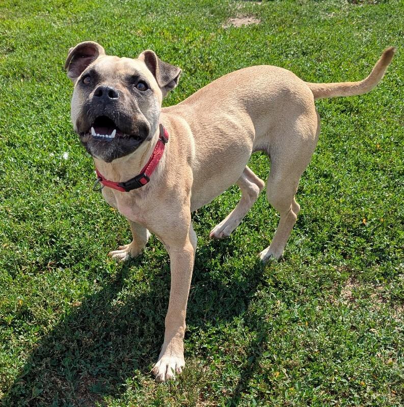 Nelly, a Adoptable mixed breed in Yankton, SD image 6/6
