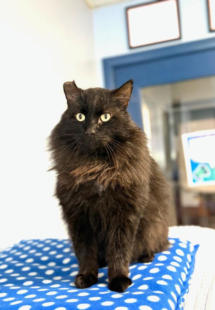 Sheba, Adoptable, Adult Male Domestic Long Hair.