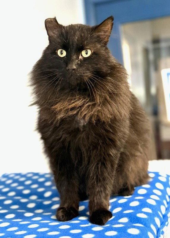 Sheba, Adoptable, Adult Male Domestic Long Hair.