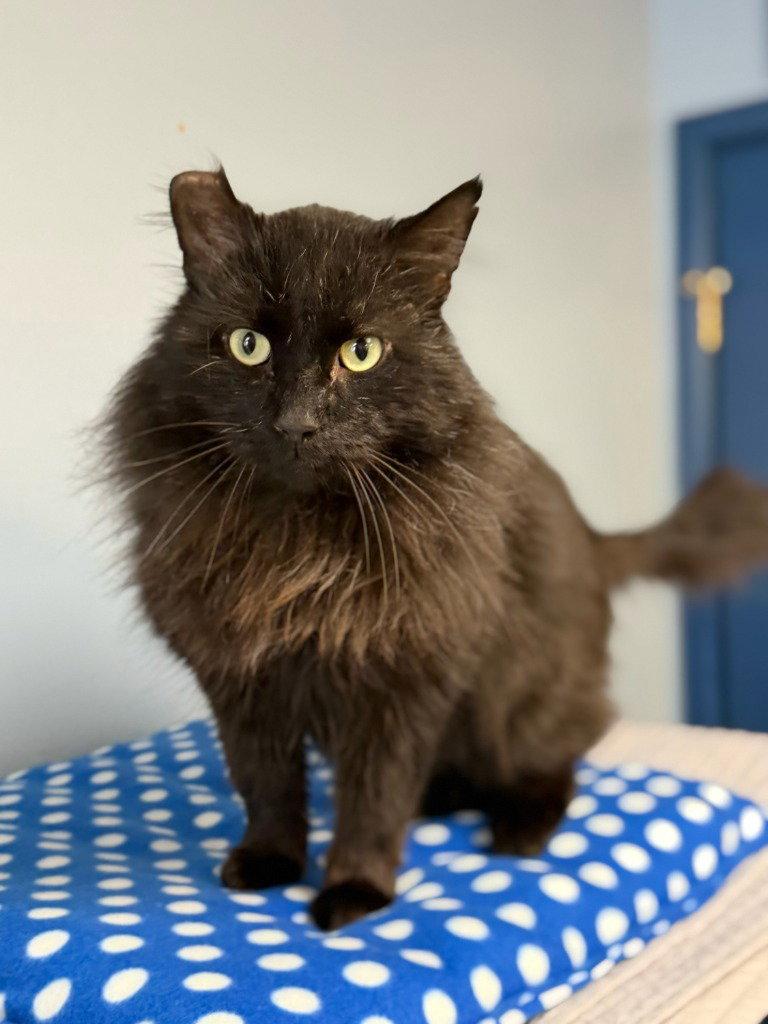 Enlarge Sheba, a Adoptable Domestic Long Hair in Lovingston, VA image 2/3