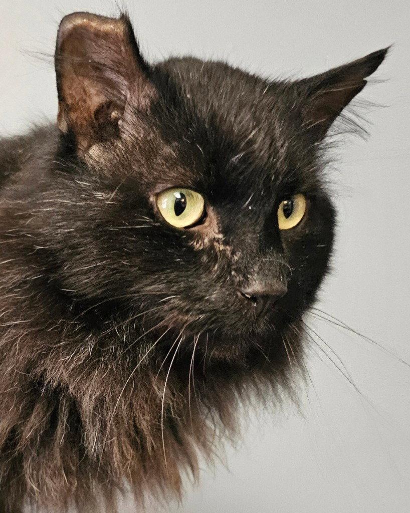 Enlarge Sheba, a Adoptable Domestic Long Hair in Lovingston, VA image 3/3