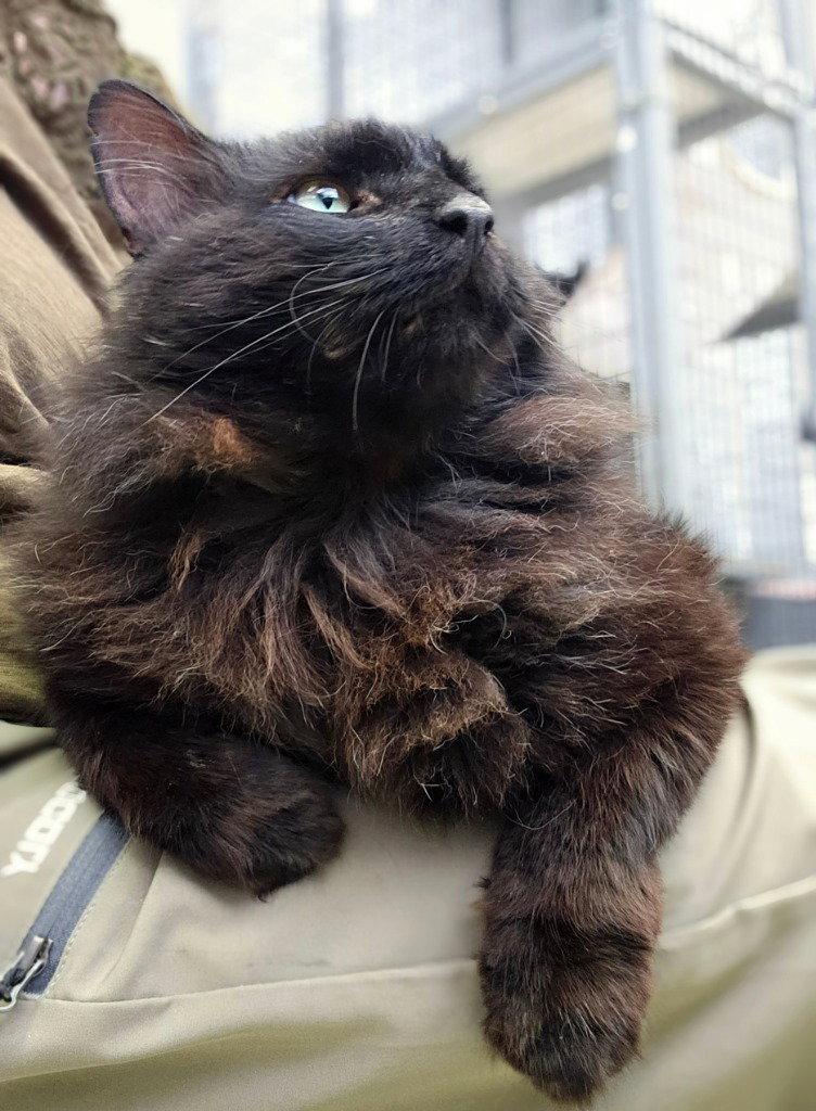 Sheba, a Adoptable Domestic Long Hair in Lovingston, VA image 2/3