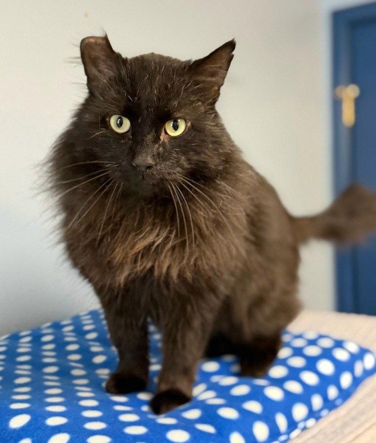 Sheba, a Adoptable Domestic Long Hair in Lovingston, VA image 3/3