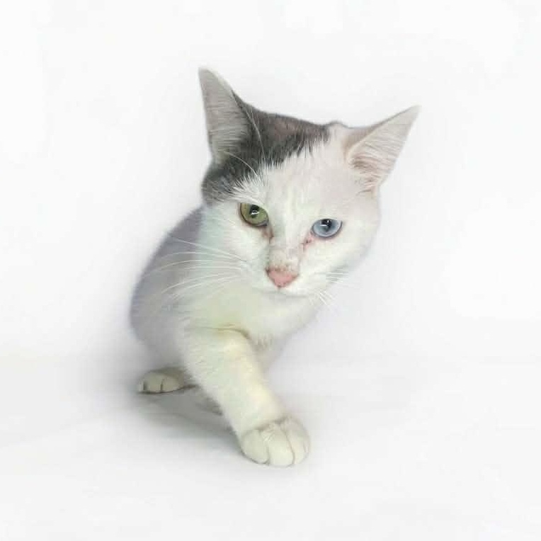 Enlarge SCOOTER, a ADOPTABLE Domestic Short Hair in Tillsonburg, ON image 1/1
