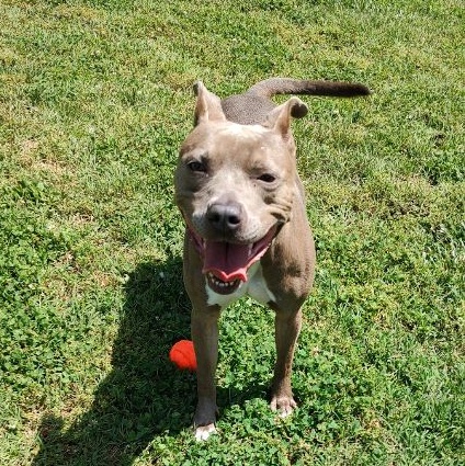 Enlarge Dory, a Adoptable Terrier in Cape May Court House, NJ image 6/6