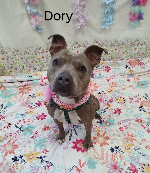 Enlarge Dory, a Adoptable Terrier in Cape May Court House, NJ image 1/6