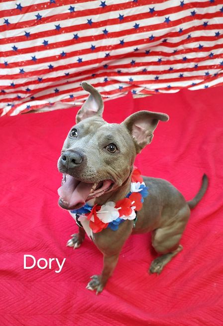 Enlarge Dory, a Adoptable Terrier in Cape May Court House, NJ image 4/6