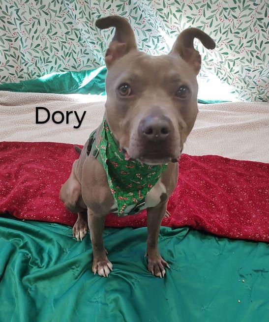 Enlarge Dory, a Adoptable Terrier in Cape May Court House, NJ image 3/6