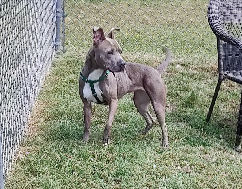 Enlarge Dory, a Adoptable Terrier in Cape May Court House, NJ image 5/6