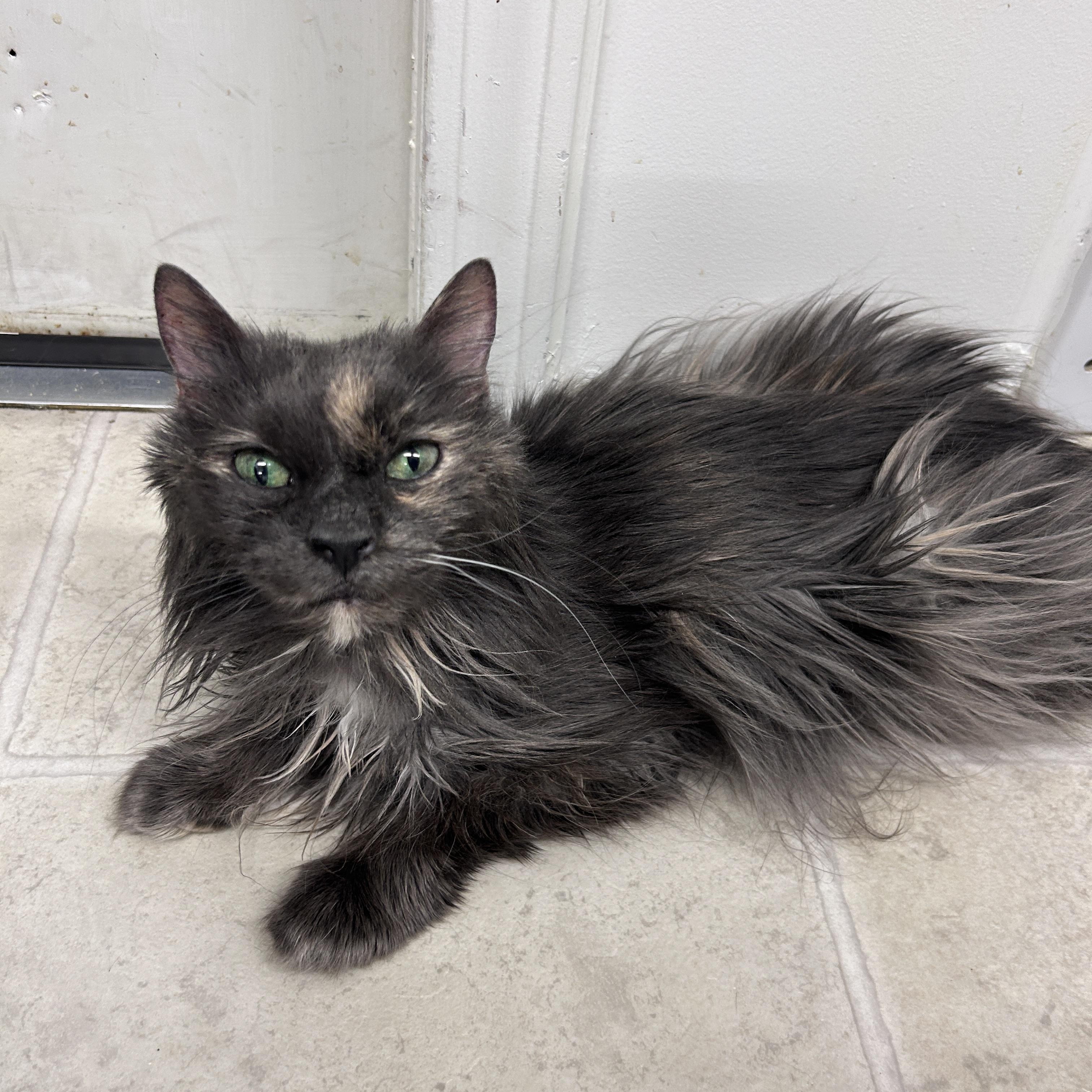 Jasmine, Senior Female Dilute Tortoiseshell