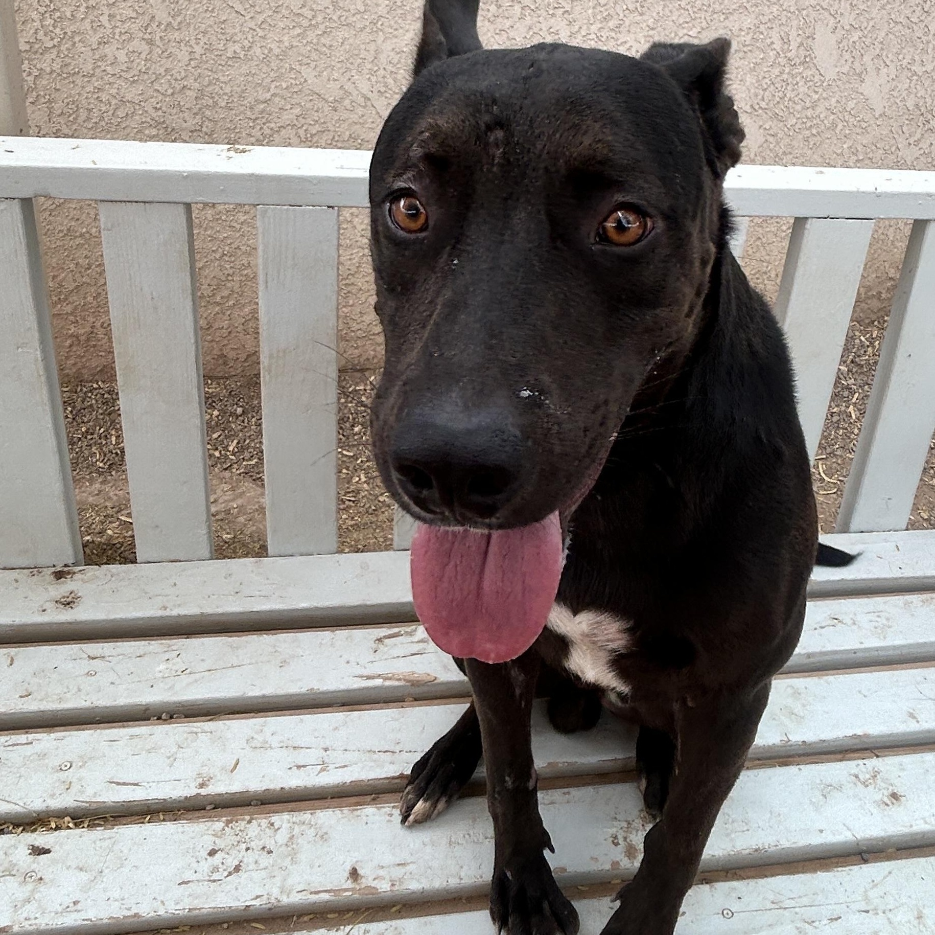 Enlarge Duke, a Adoptable mixed breed in Parker, AZ image 1/2