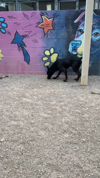 Enlarge Duke, a Adoptable mixed breed in Parker, AZ video 2/2