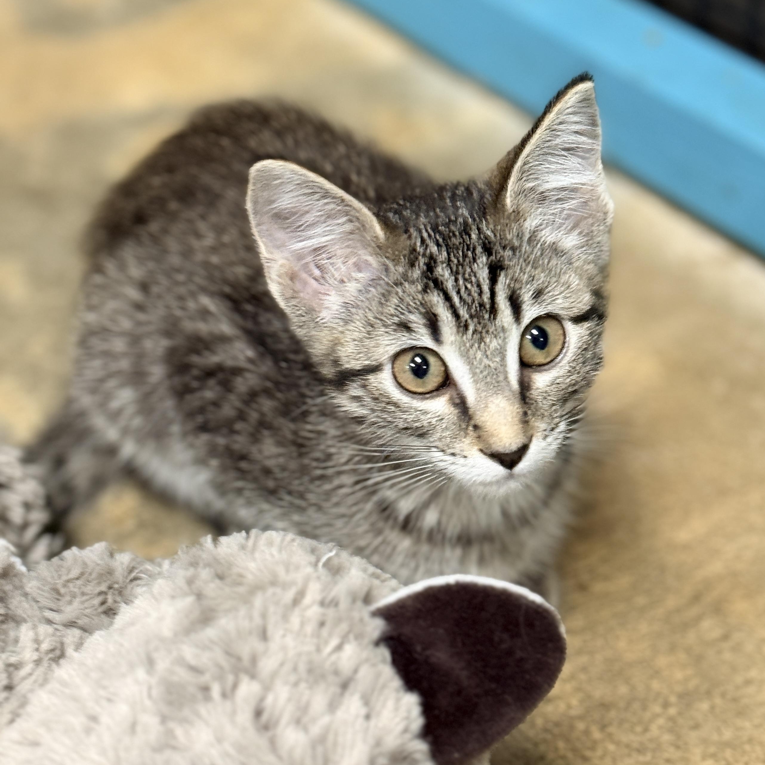 Enlarge Josie, a Adoptable Domestic Short Hair in Collierville, TN image 2/4