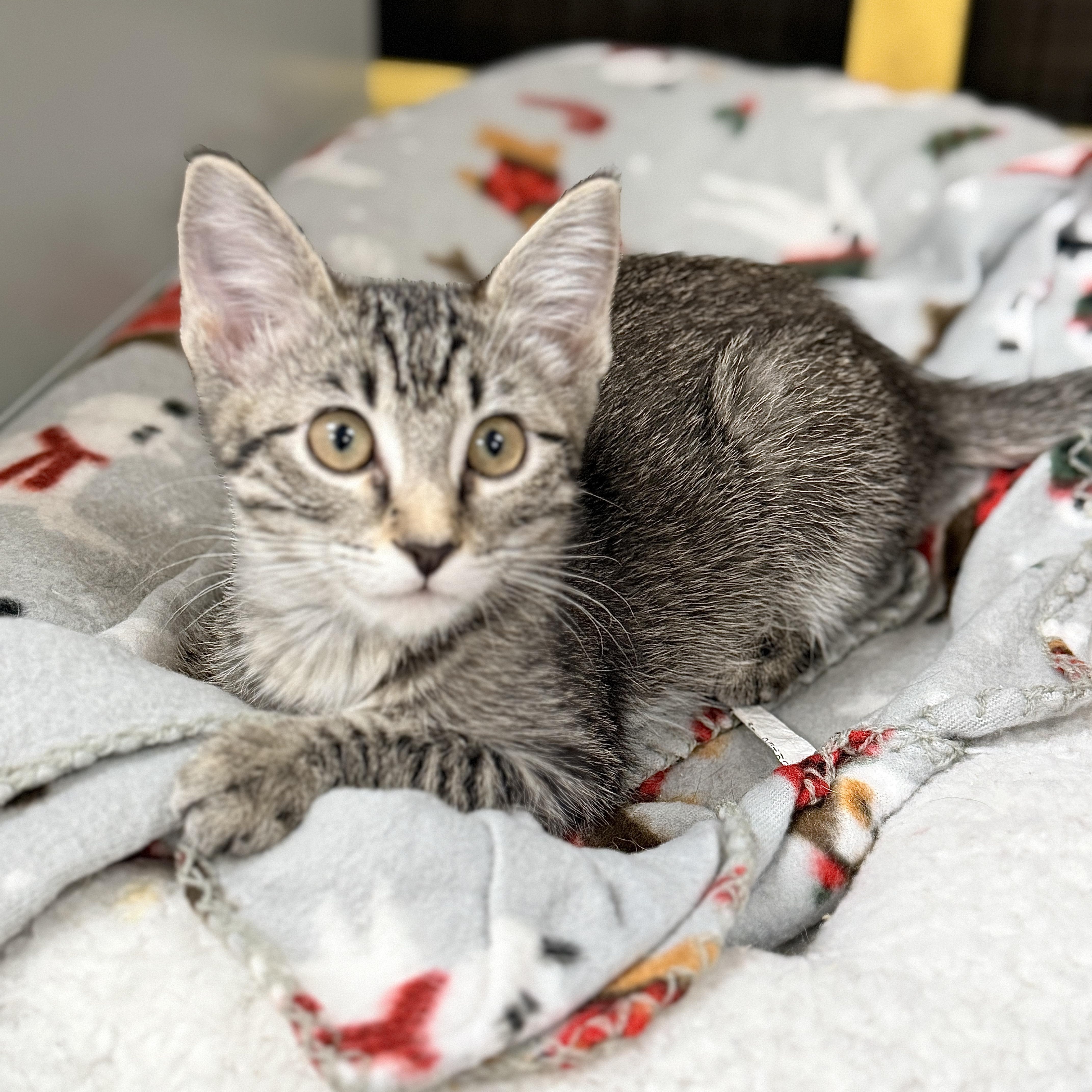 Enlarge Josie, a Adoptable Domestic Short Hair in Collierville, TN image 3/4