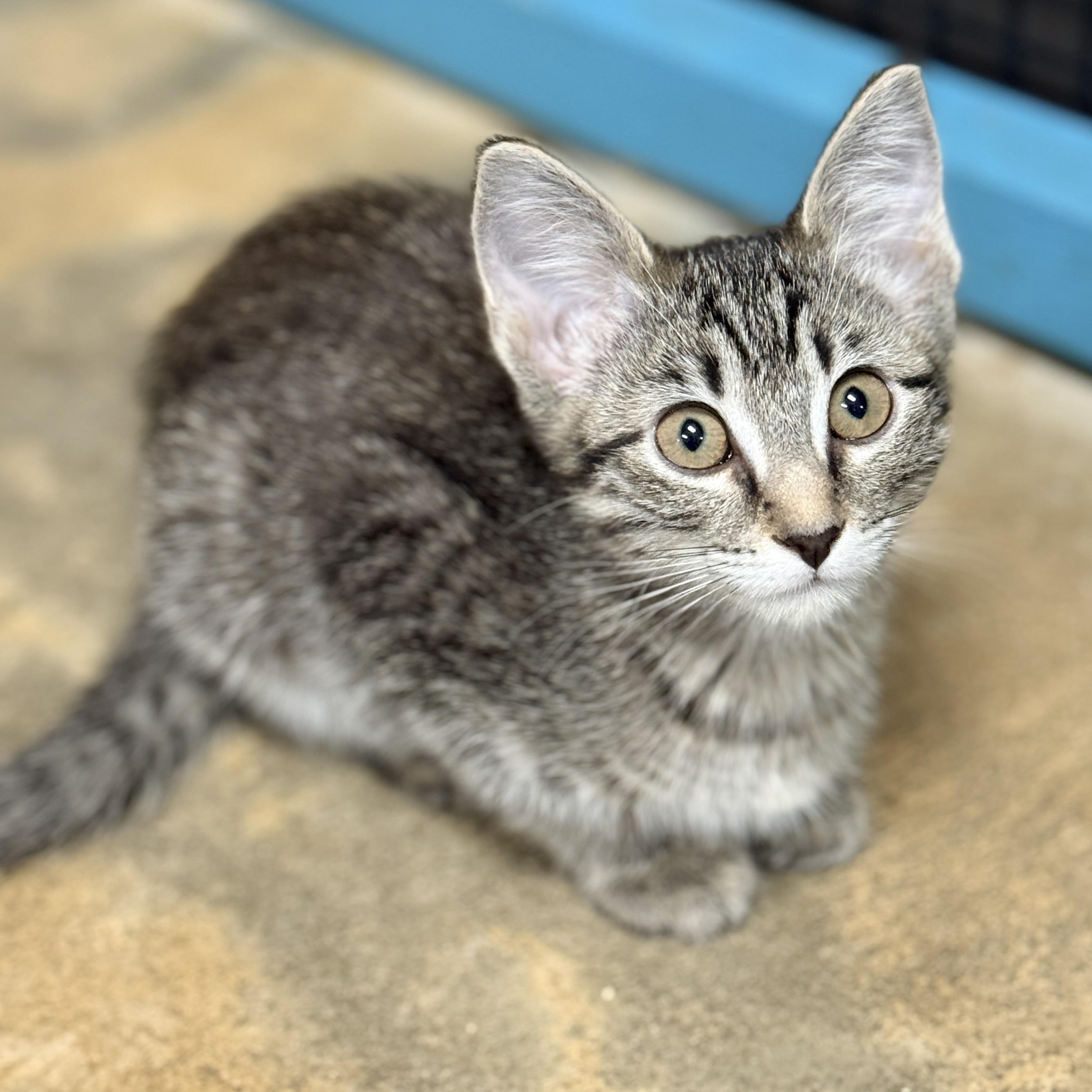 Enlarge Josie, a Adoptable Domestic Short Hair in Collierville, TN image 1/4