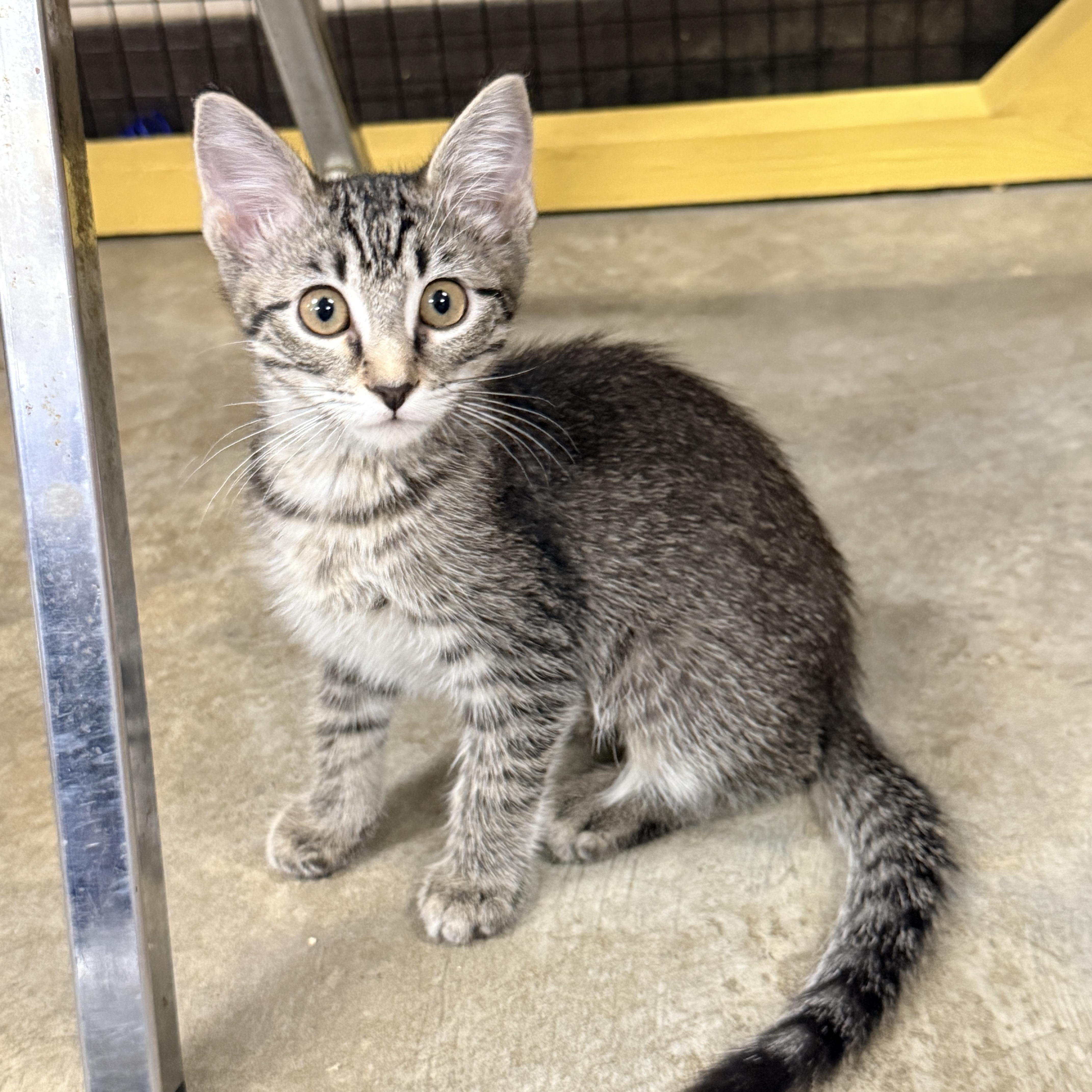 Enlarge Josie, a Adoptable Domestic Short Hair in Collierville, TN image 4/4