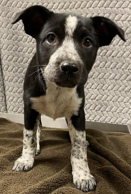 Annie Oakley, Adoptable, Puppy Female Mixed Breed & Mixed Breed.