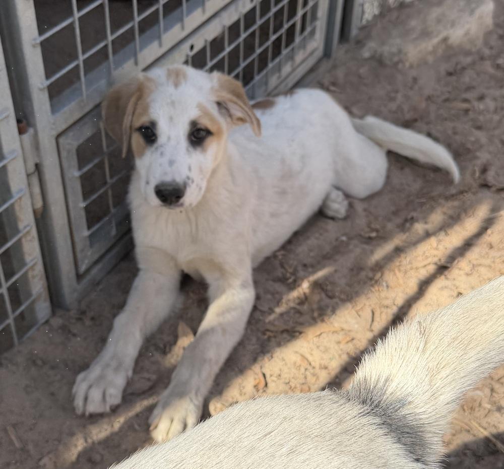 Maximus, Adoptable, Puppy Male Great Pyrenees & Shepherd.