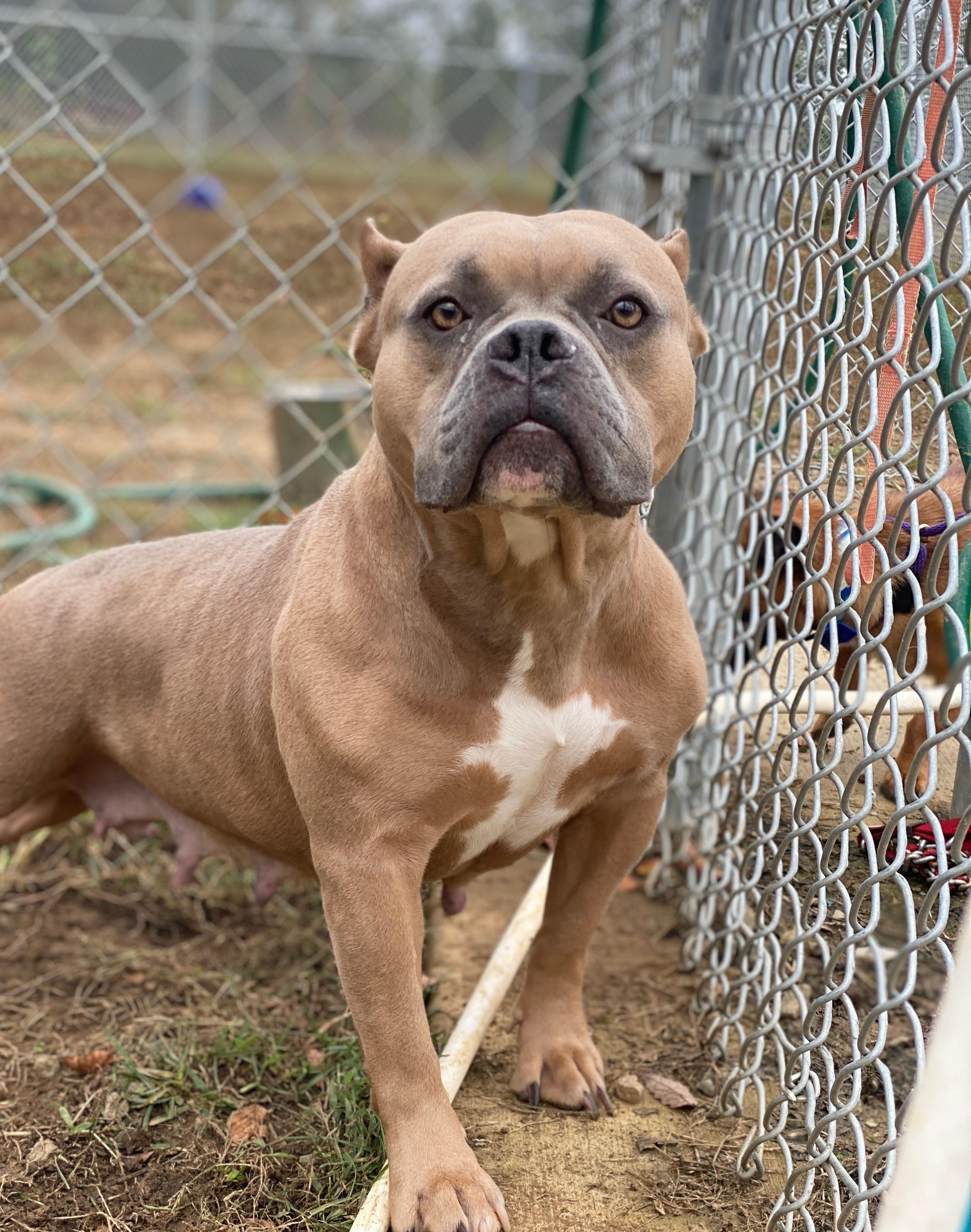 Chichi (ID 48820/3502)