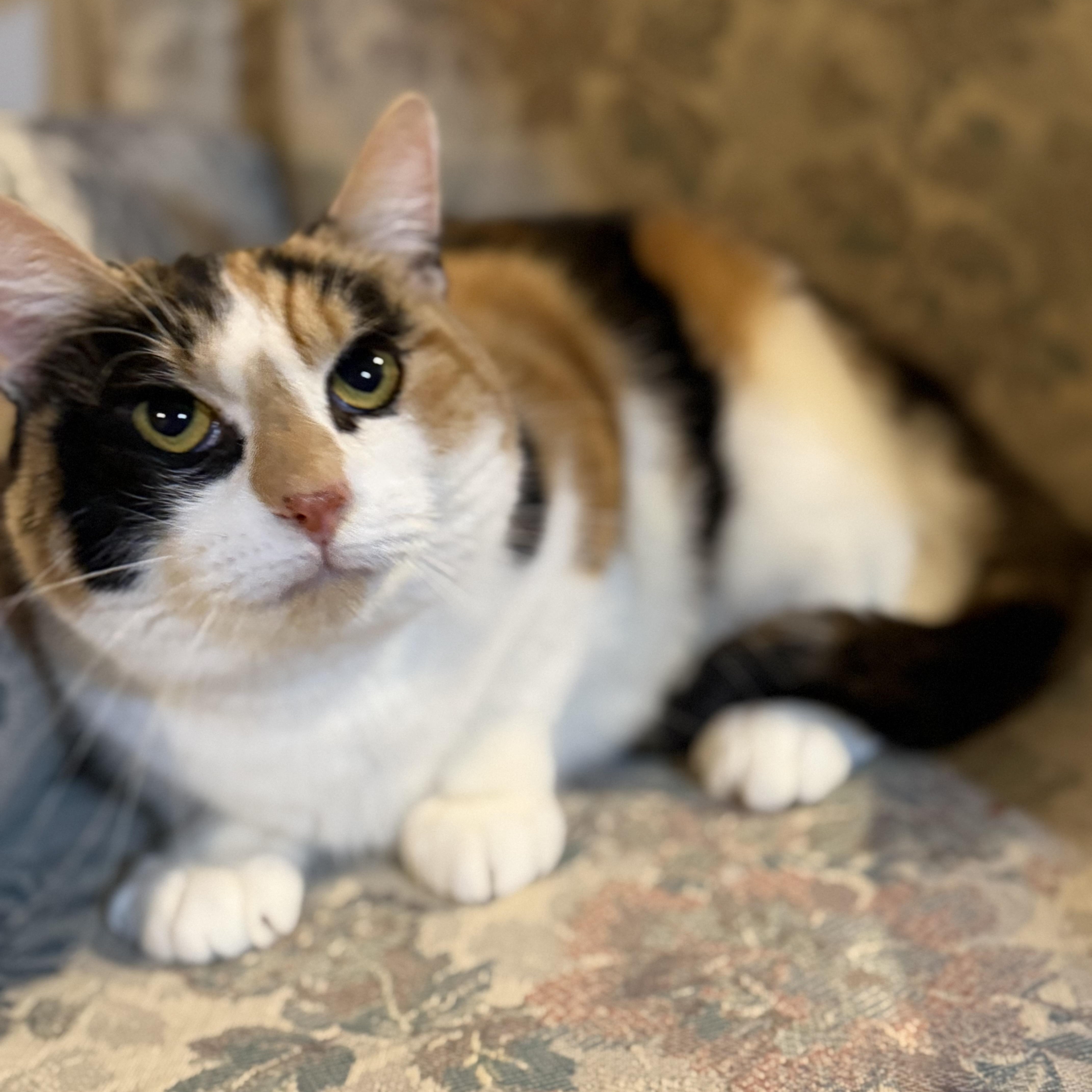 Cowgirl , ADOPTABLE, Young Female Calico & Domestic Short Hair.