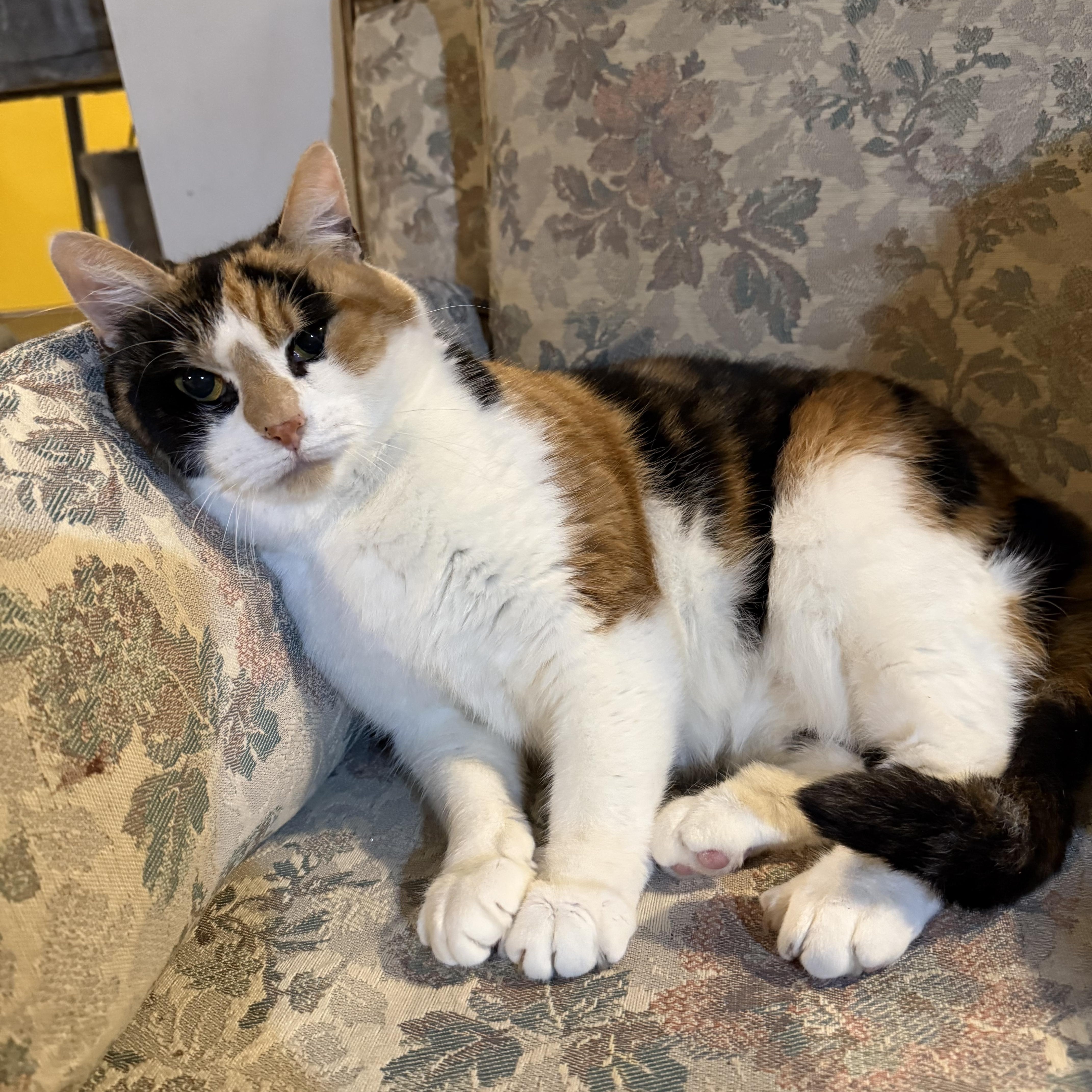 Enlarge Cowgirl , a ADOPTABLE mixed breed in Scranton, PA image 2/2