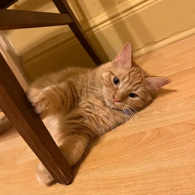 Hype, a Adoptable Domestic Medium Hair in Middle Village, NY image 1/6