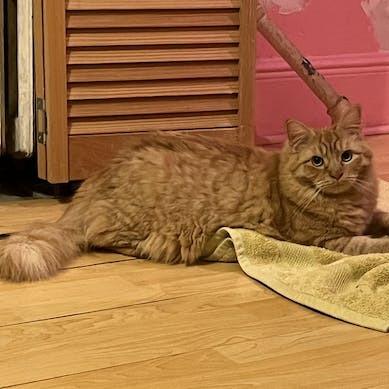 Hype, a Adoptable Domestic Medium Hair in Middle Village, NY image 2/6